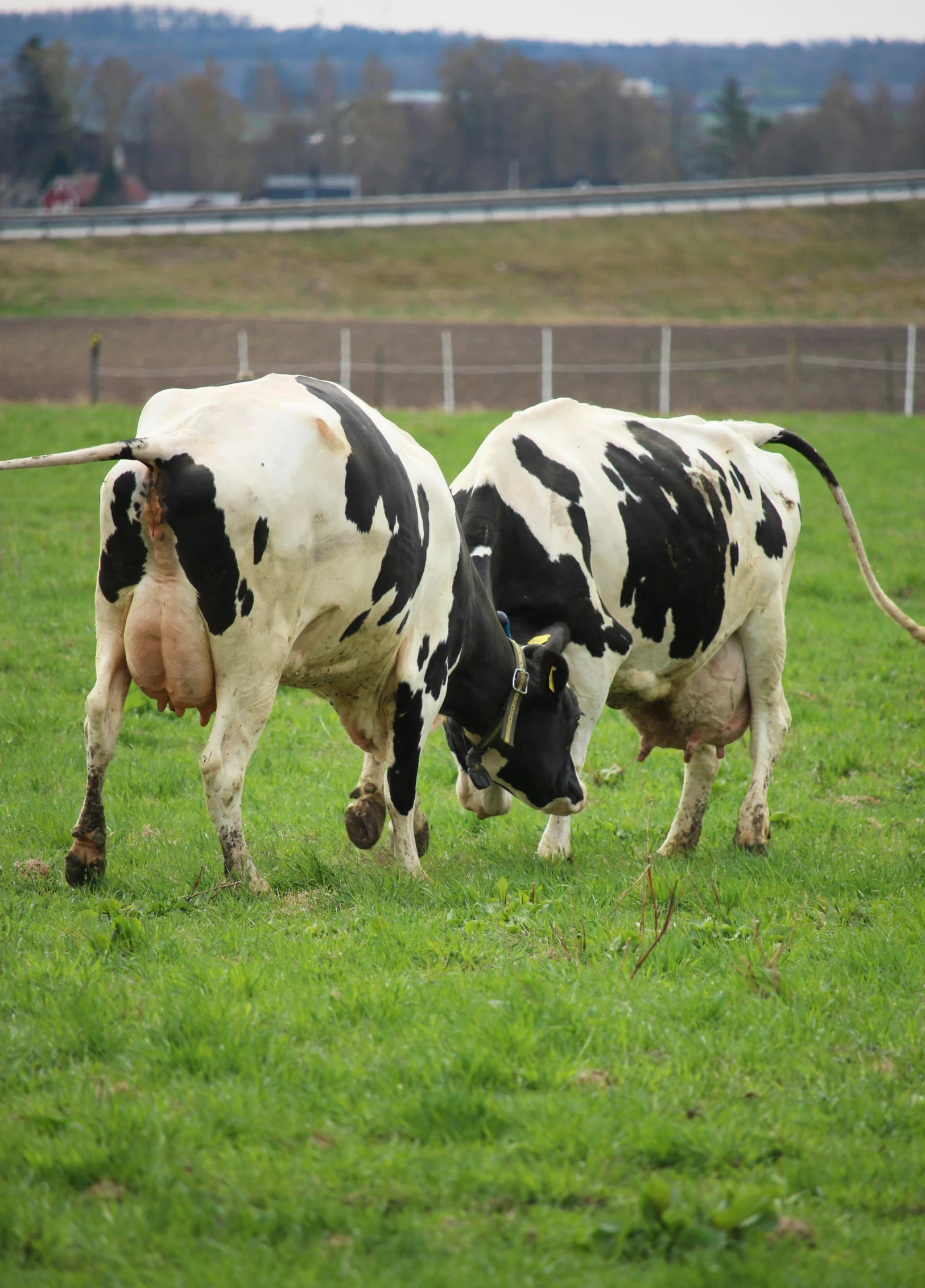 two cows in grassy area with fence and trees in background