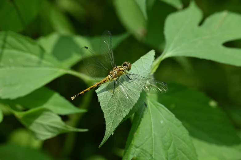 a small dragonfly resting on a green leaf
