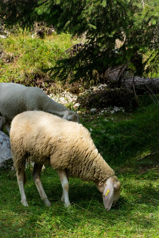 two sheep graze on grass under a tree