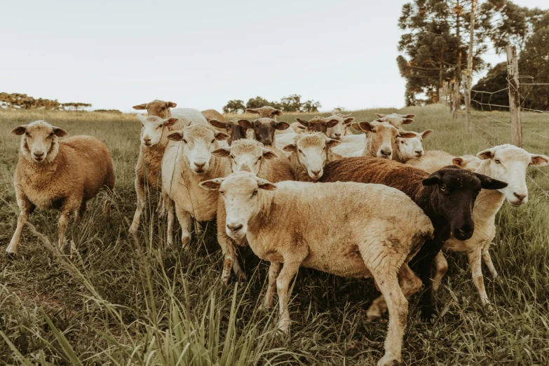 the sheep are in the middle of the grass field