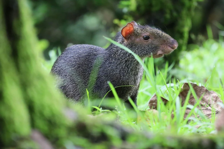 a black rat standing on top of green grass