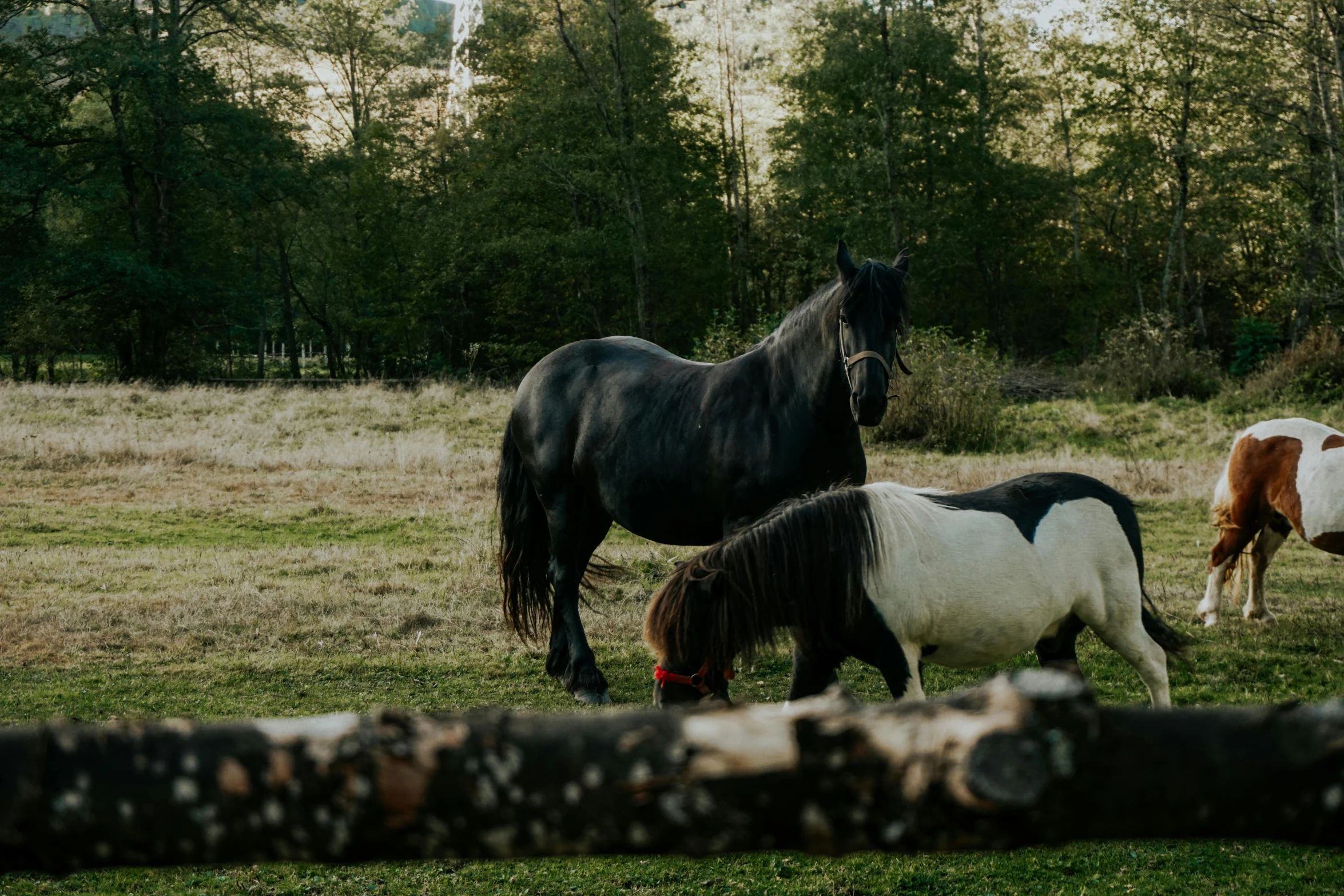 some very cute horses in a big grassy field