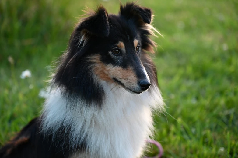 a collie looking on in the grass