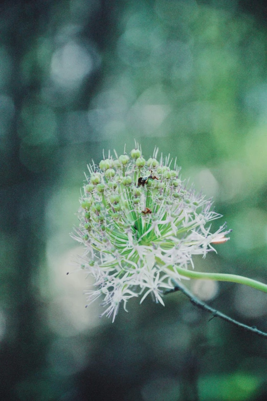 a close up of the middle part of a flower