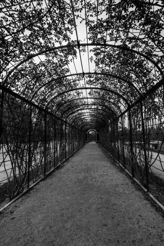 black and white po of a walkway between trees