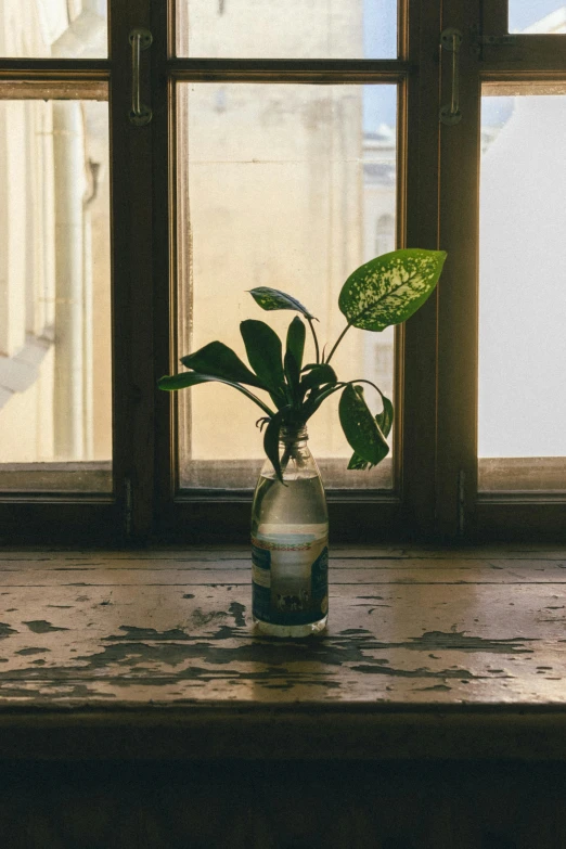 a plant sits in a vase by the window