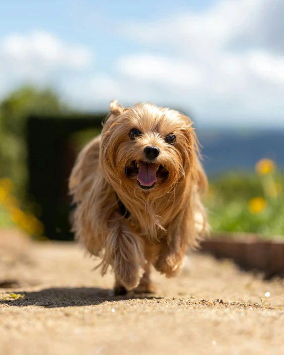 a brown dog running on dirt road with flowers in the background