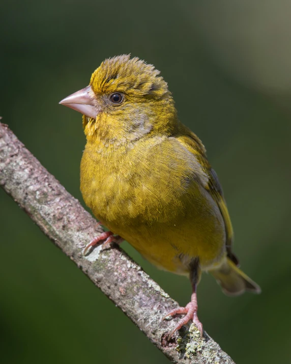 a yellow bird sitting on top of a tree nch