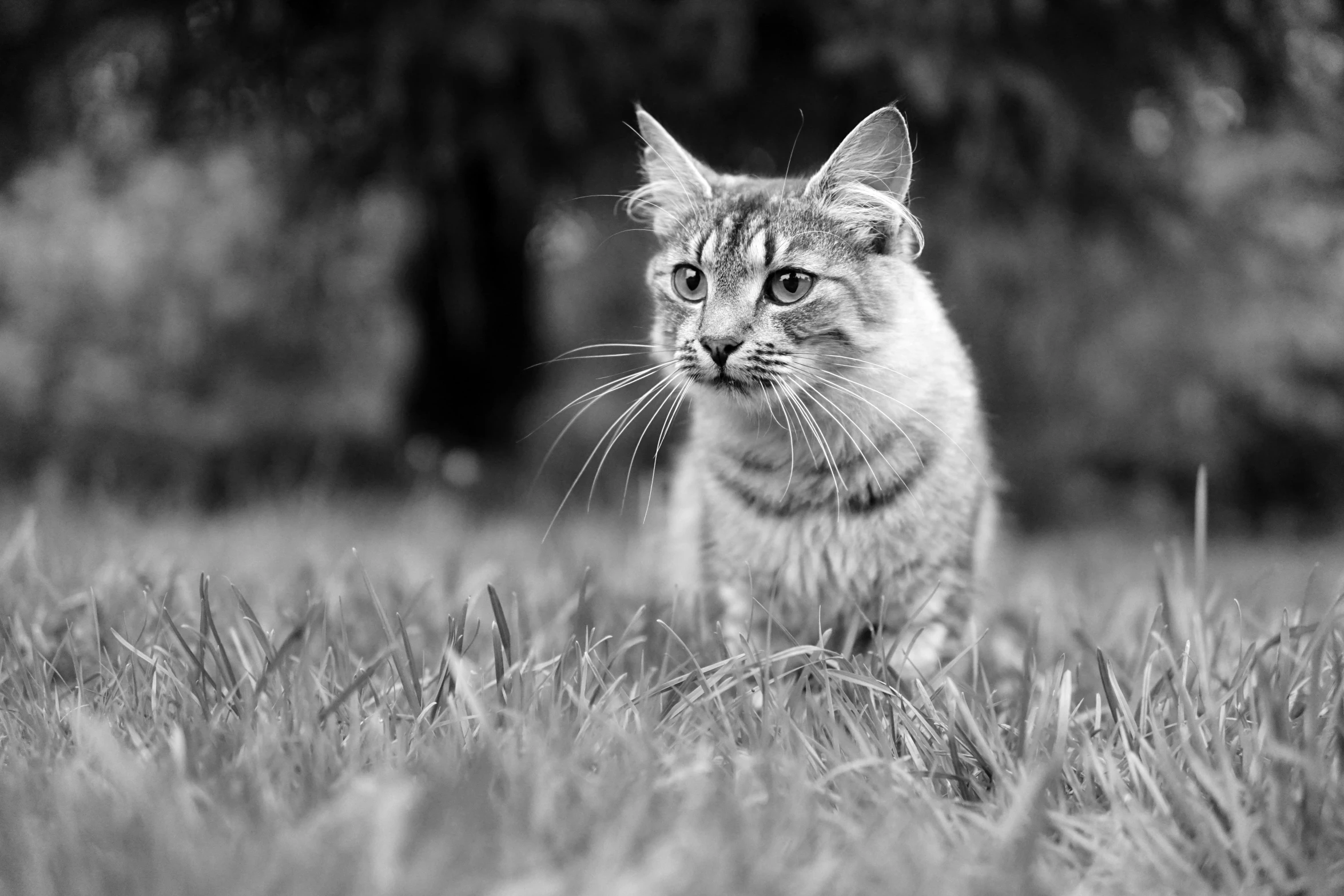 a cat standing in the middle of a field