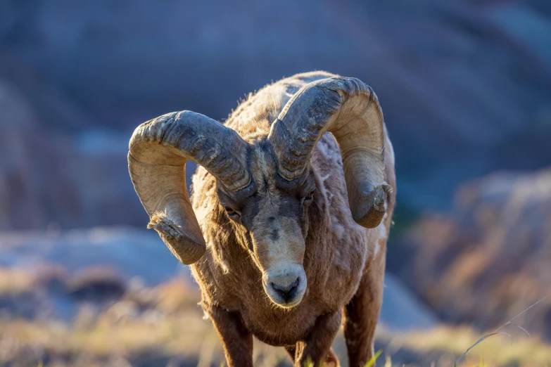 a ram looks up with an old look at the camera