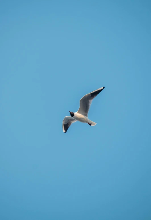 the seagull is soaring in the sky and is very alert