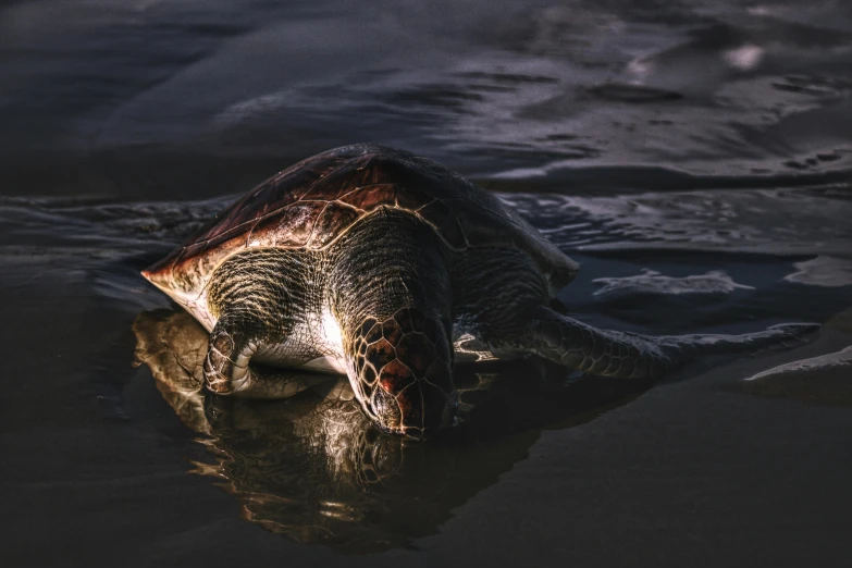 a large turtle swimming towards the surface in a body of water