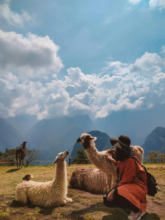 a person petting an alpaca in the mountains