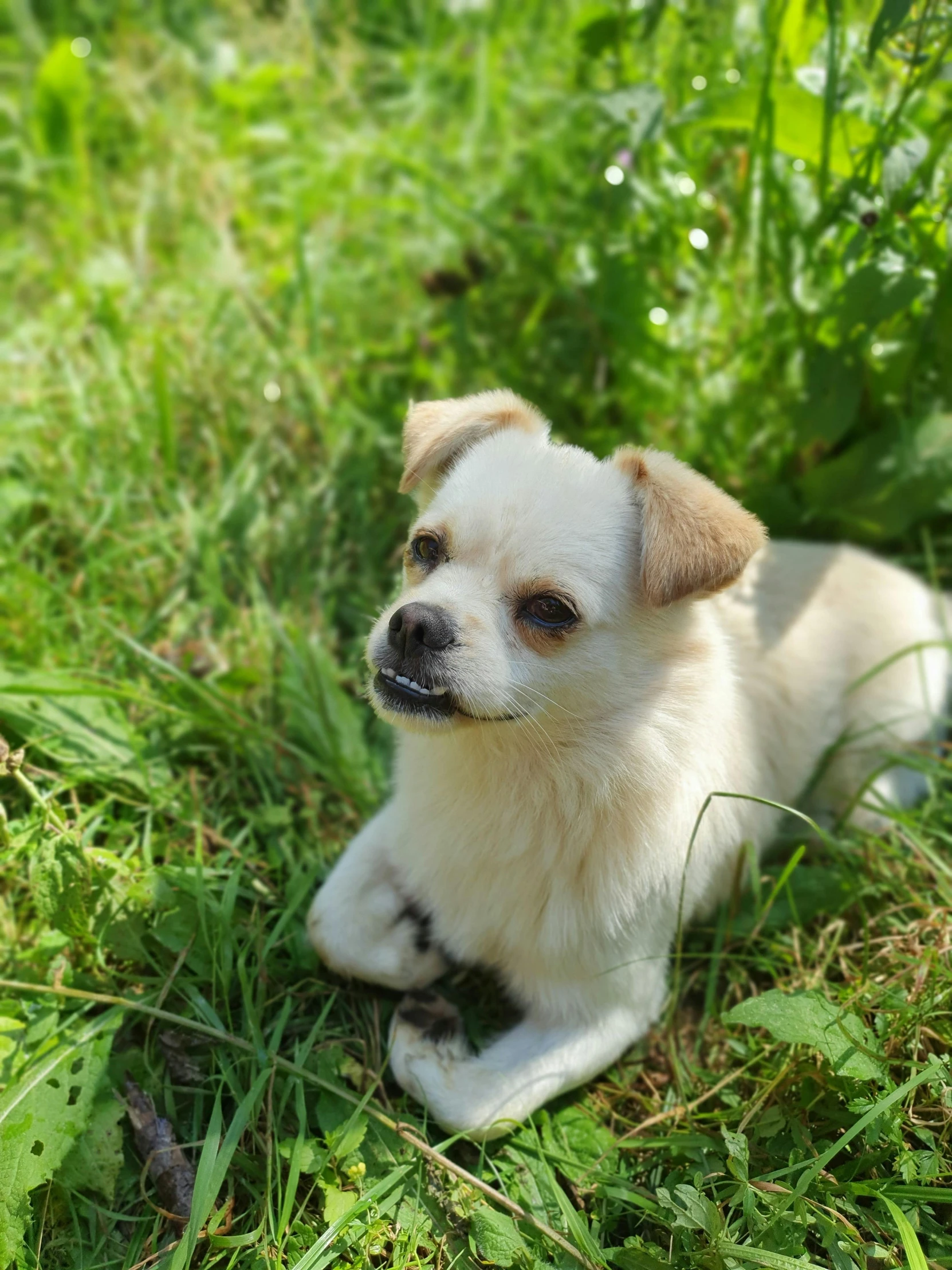 a little dog lying in the grass outside