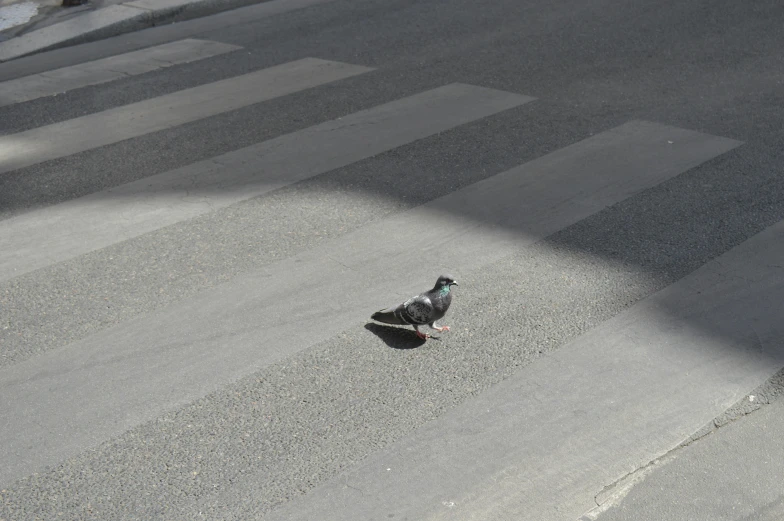 a little bird that is standing on the side of a street