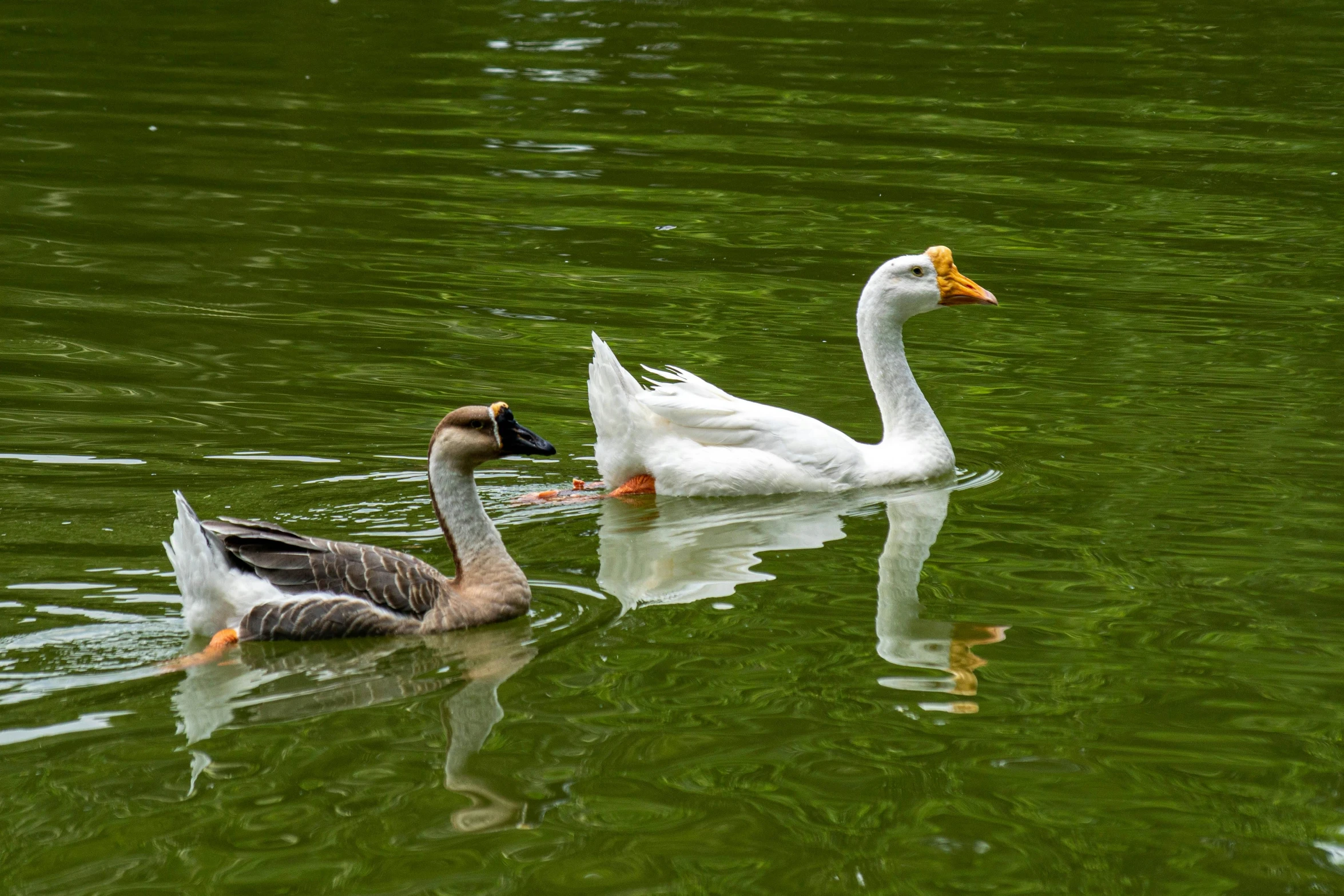 three ducks swimming on top of a body of water