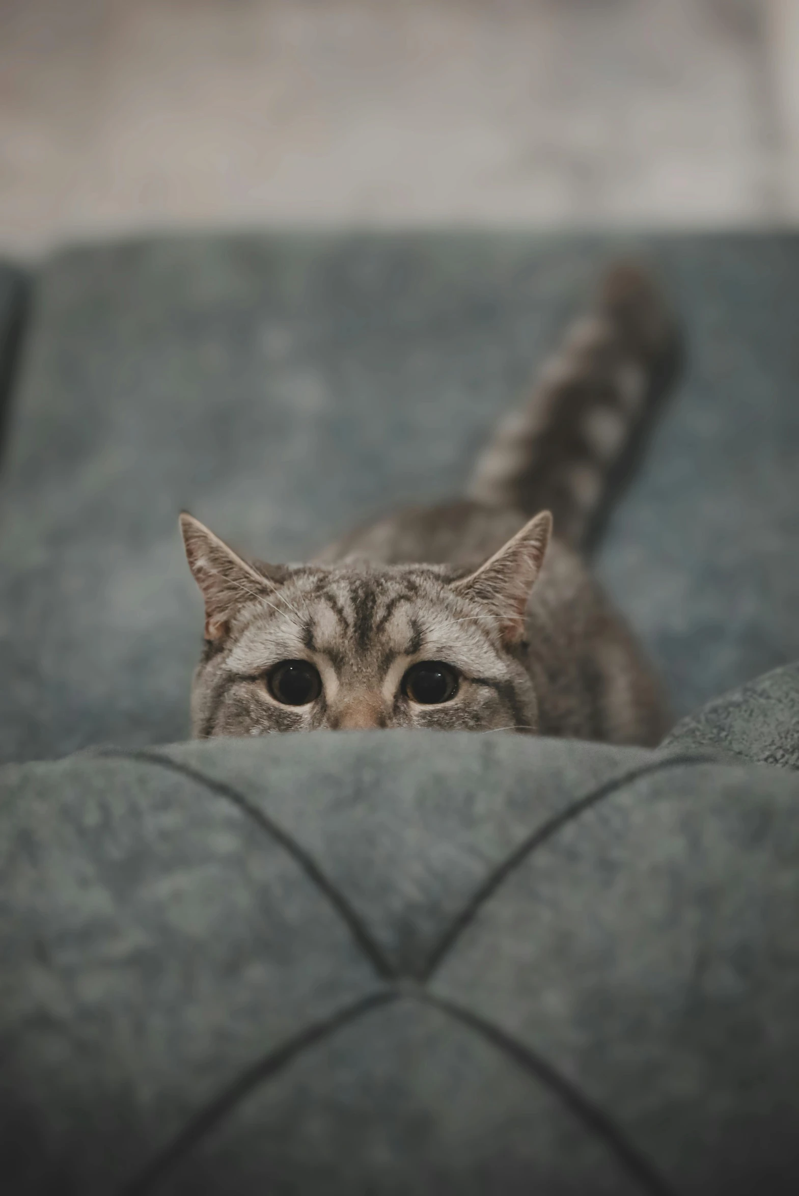 the cat is peering at the pographer through the couch