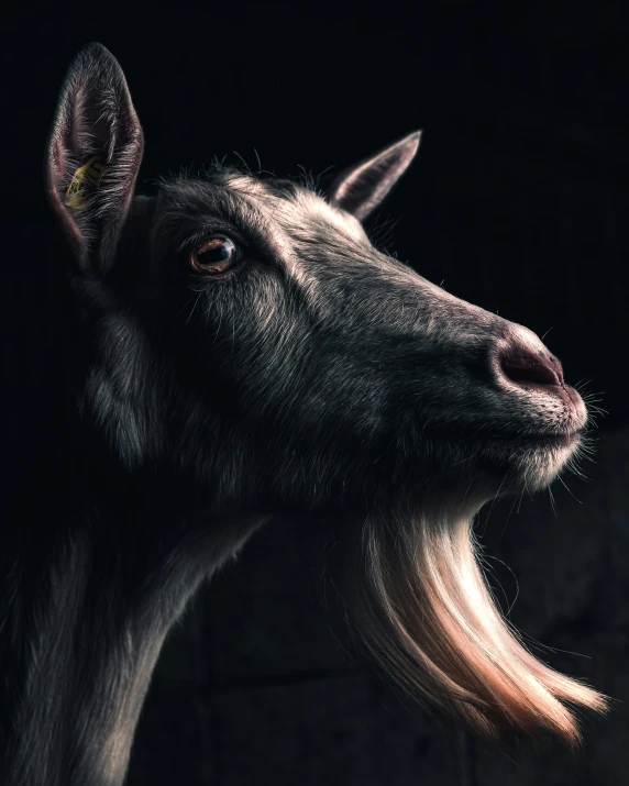 a black goat with long blonde hair in the dark