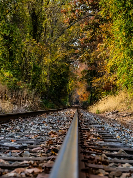 a railroad track through a lush green forest
