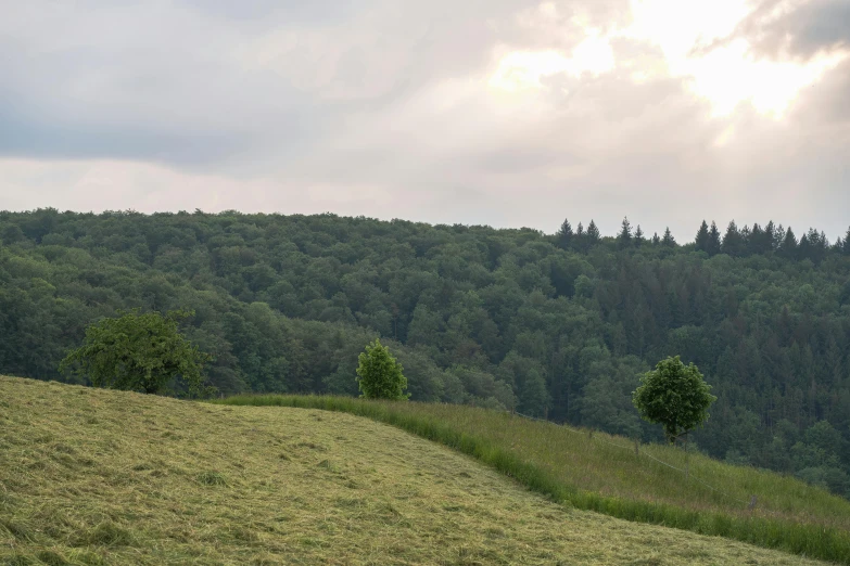 two trees sit on the side of a hill