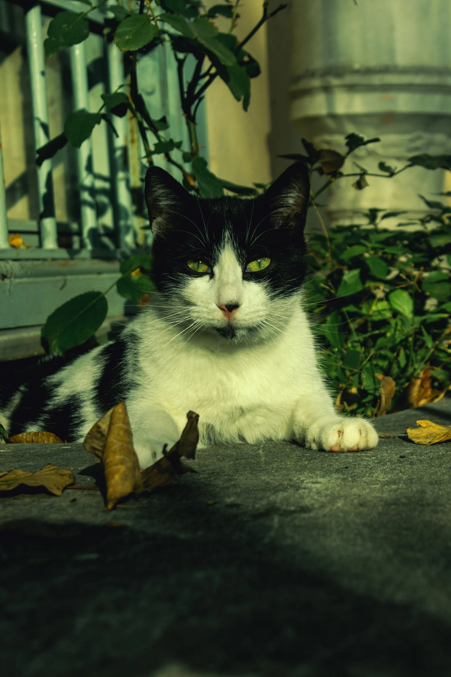 a cat sitting in front of some bushes