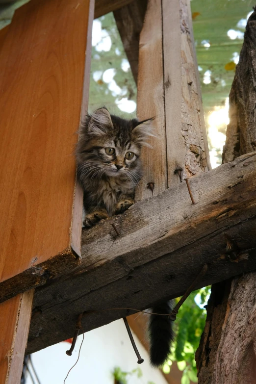 the kitten is sitting on a window sill looking around