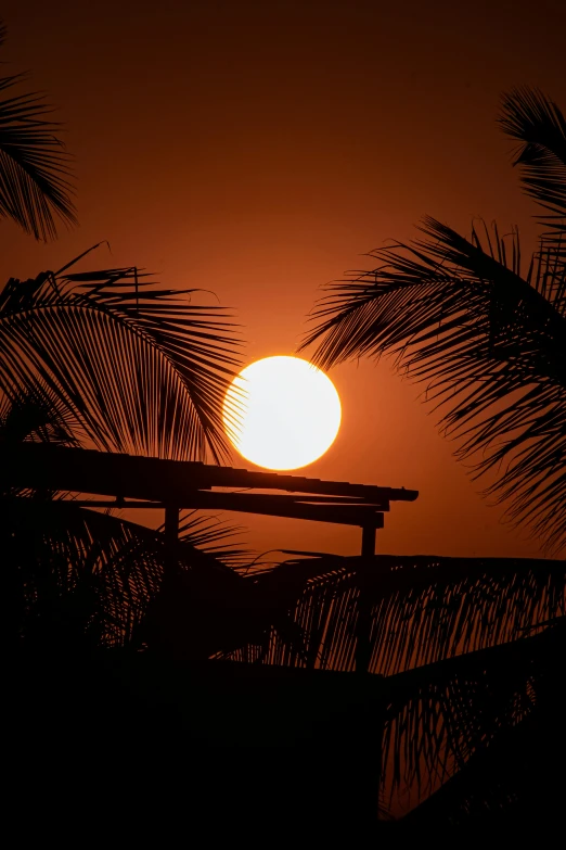 the sun behind a tree with a bench