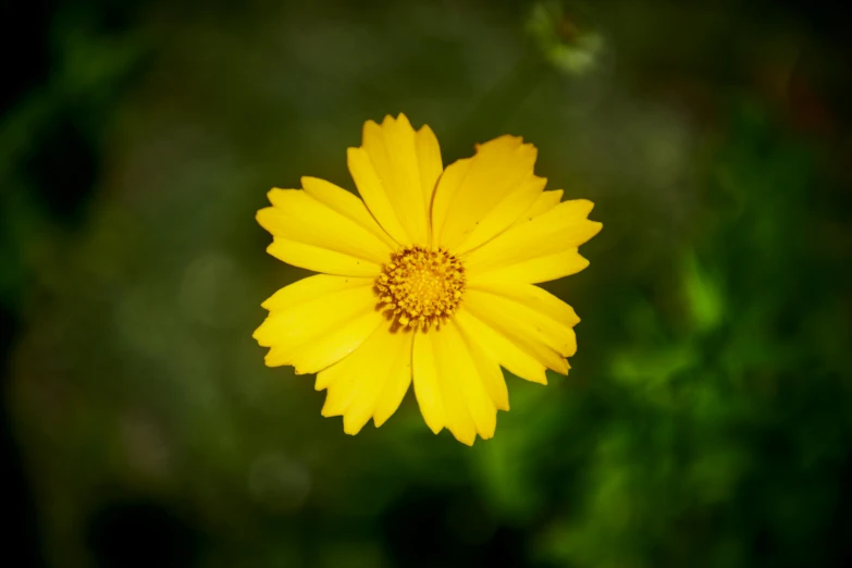 a single yellow flower is in front of a green background