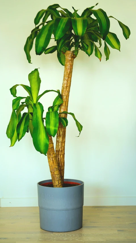 a large potted plant sits on a table