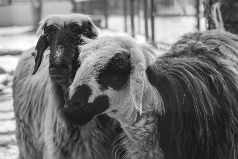 a goat looks at another animal in the snow