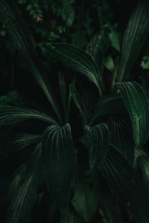 there is a large green plant in the forest