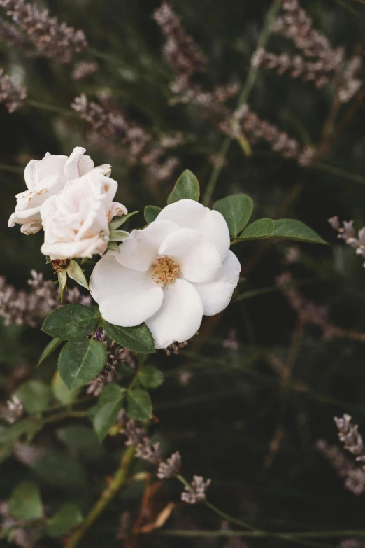 flowers that are growing next to each other