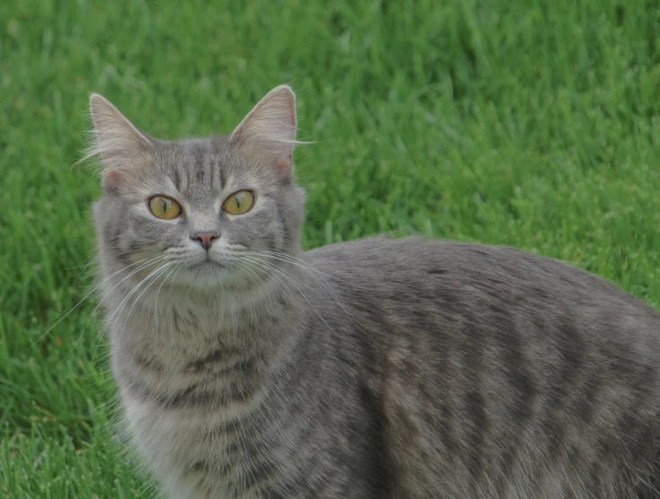 the gray cat is standing in the grass