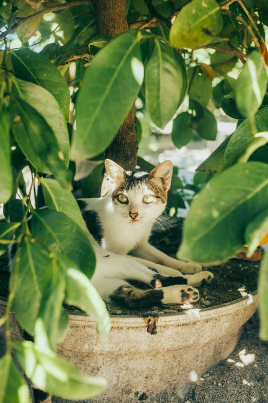 the cat is sitting on the stone in the planter