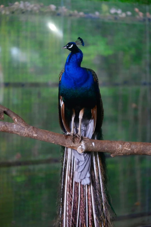 a bird sitting on a thin nch in front of water