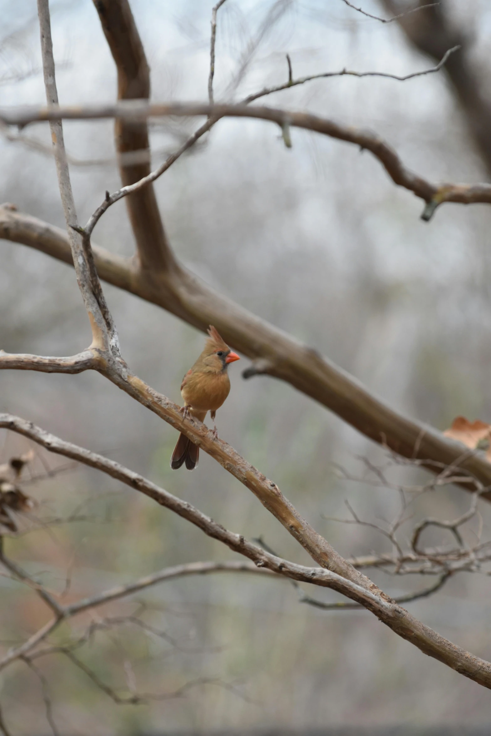 a small bird sits on top of a tree nch