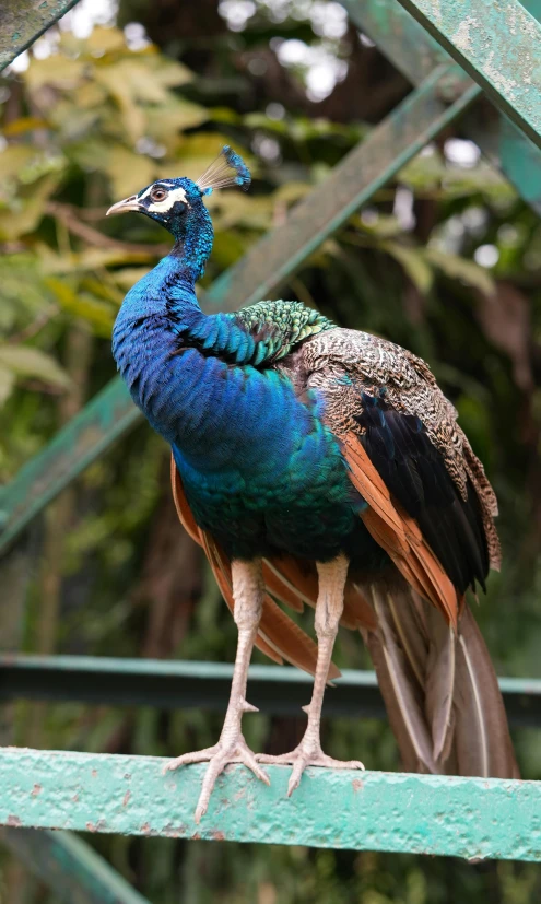 a blue and green bird with long, feather like legs