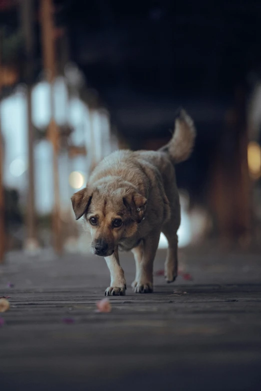 a small brown dog standing on top of a street