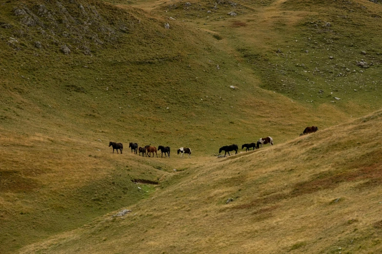 several horses grazing on grassy hill top in open area