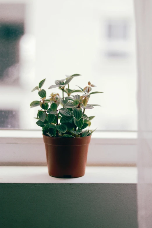 a flower pot with a flower plant sits on the window sill