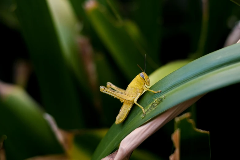 a yellow grasshopper sits on a leaf in the sun