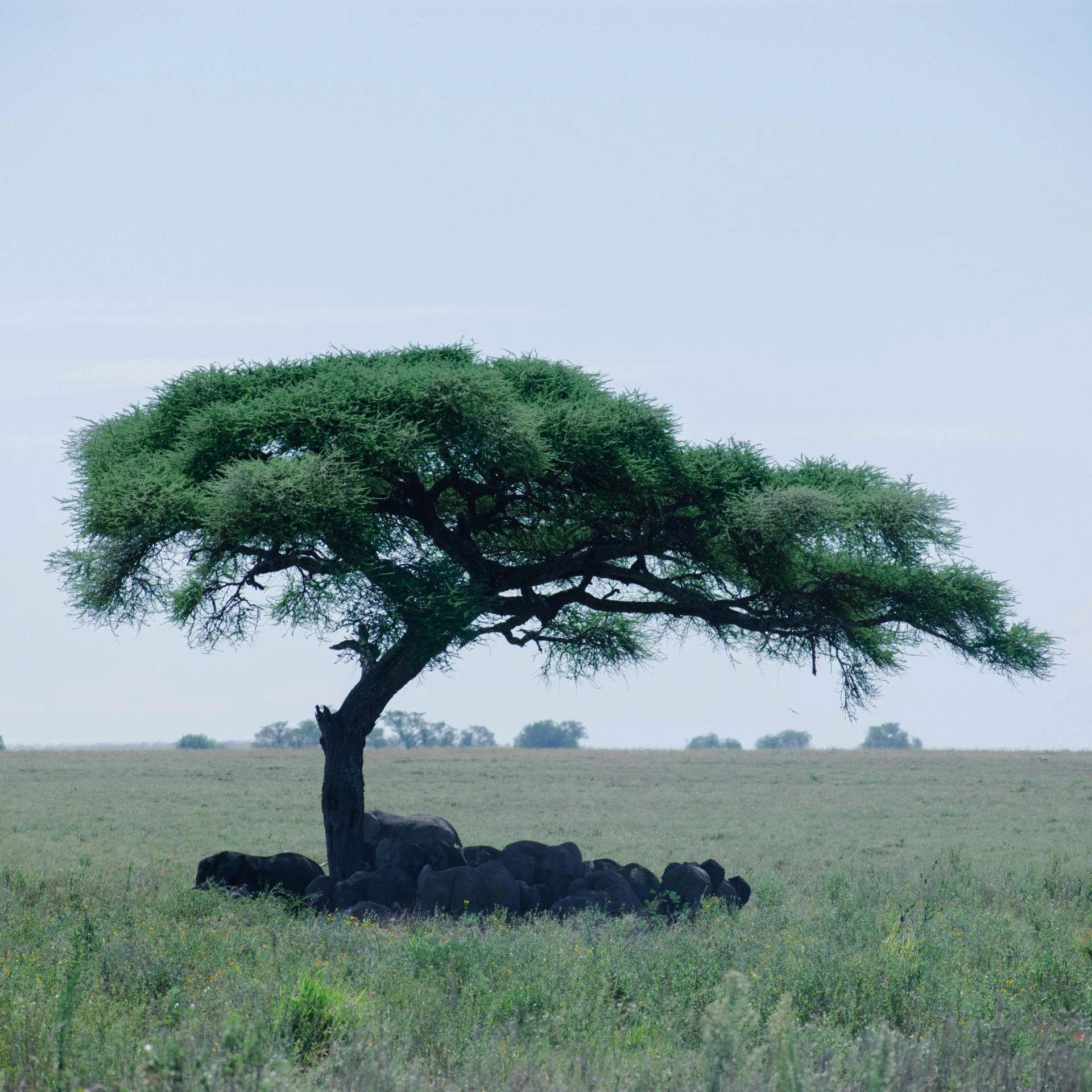 a large giraffe standing next to a lush green tree