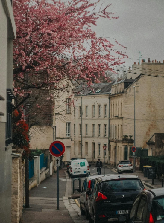 a street with cars parked along the road and a tree in bloom