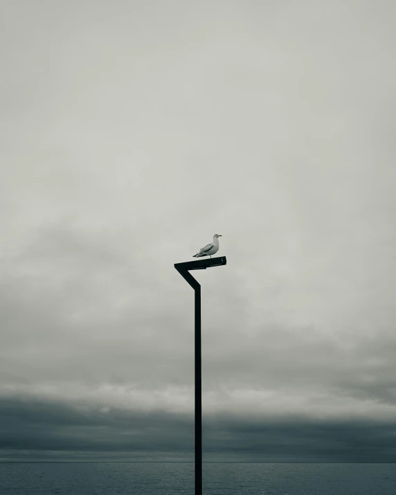 a white seagull sitting on top of a lamp post