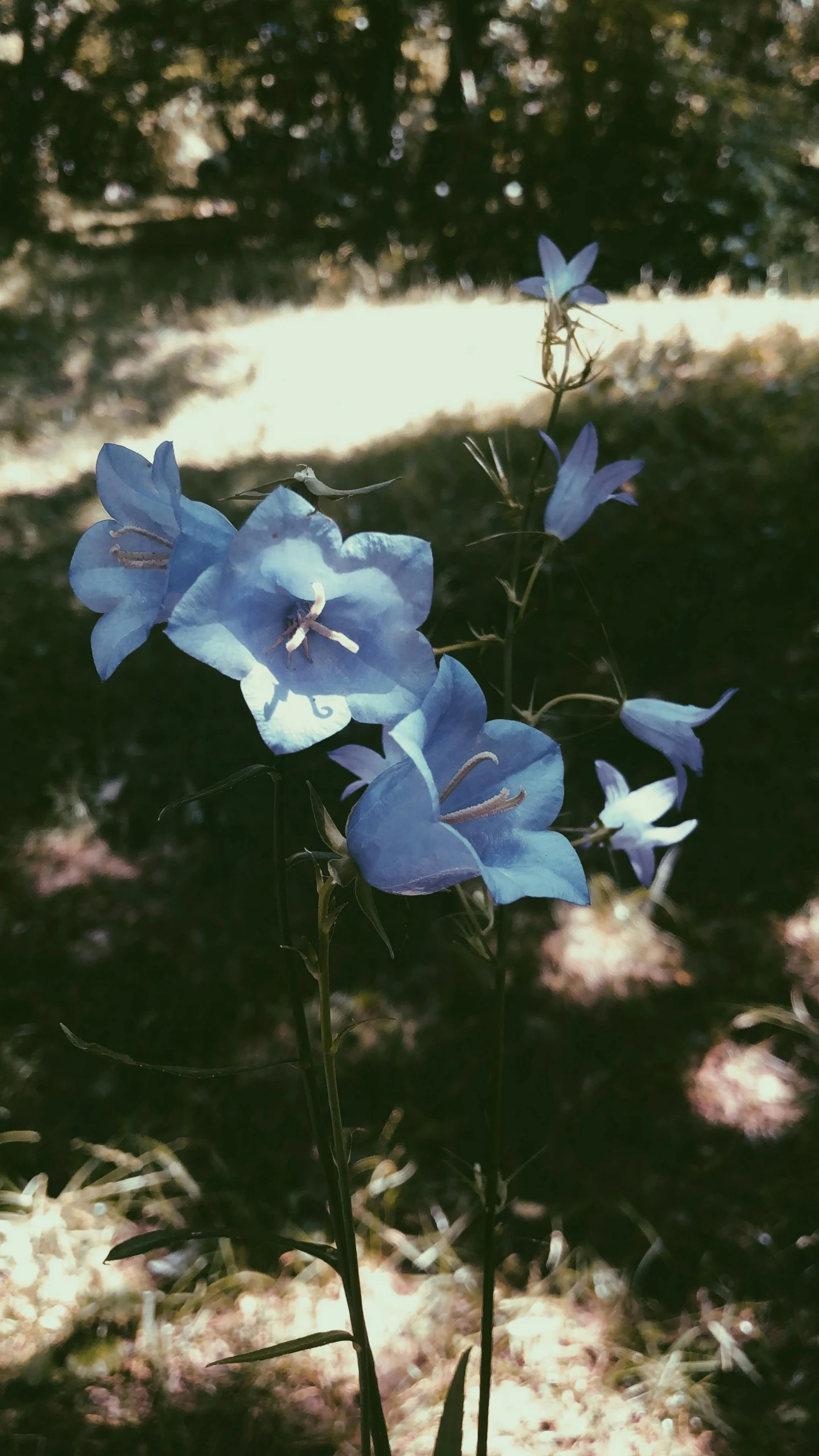 blue flowers are blooming from stems in the sun