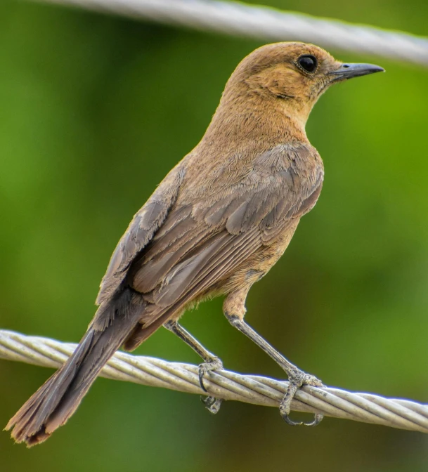 a bird is perched on a wire