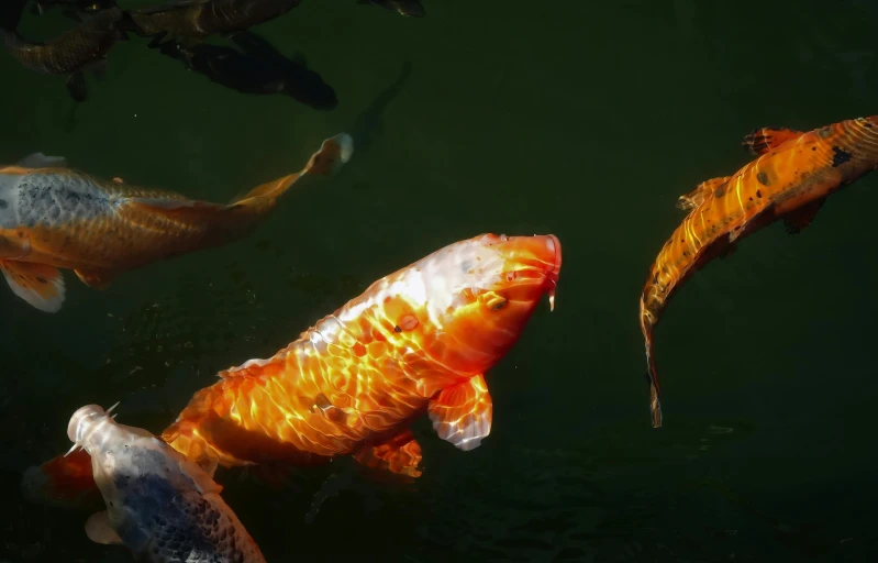 several orange and white fish in a pond