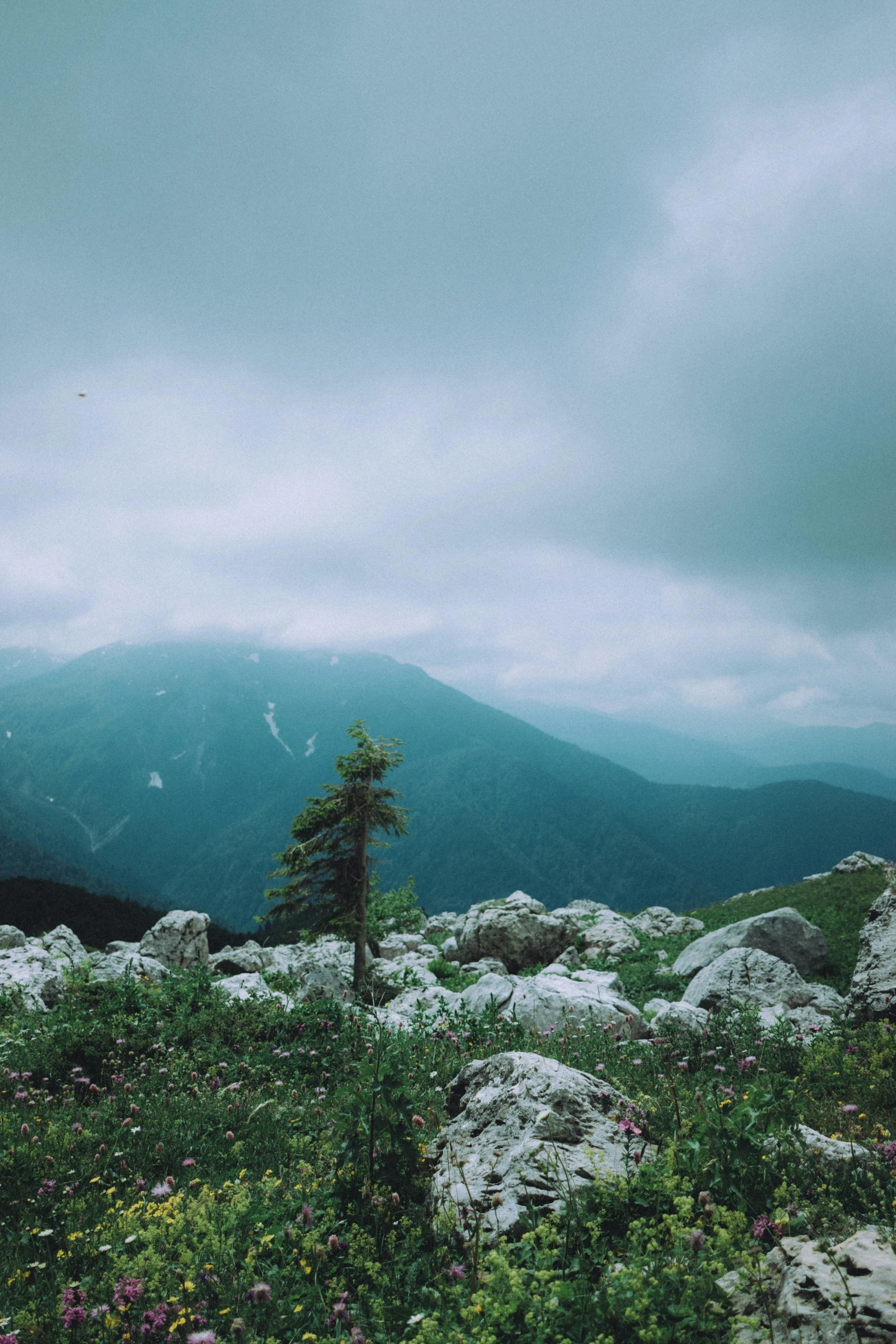 trees sit alone in a field of rocks