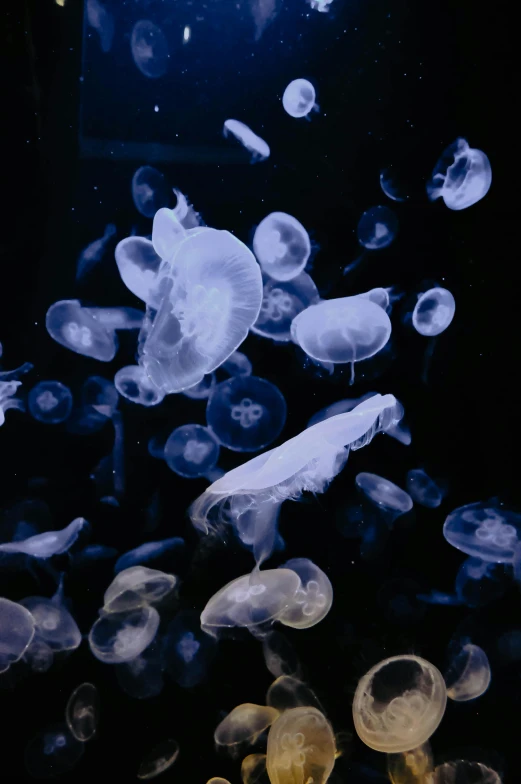 an underwater scene shows many jellyfish in blue water