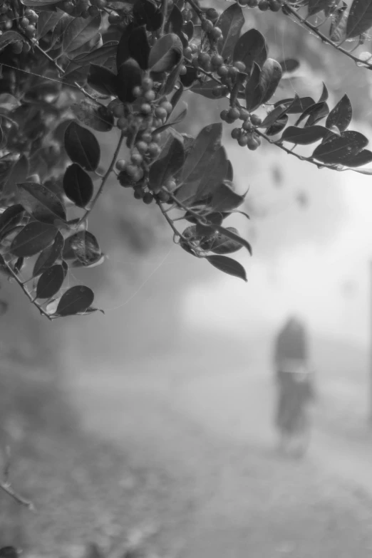 a person riding their bicycle on a foggy day